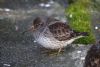 Purple Sandpiper at Southend Pier (Mike Bailey) (66593 bytes) Purple Sandpiper at Southend Pier (Mike Bailey) (66593 bytes)